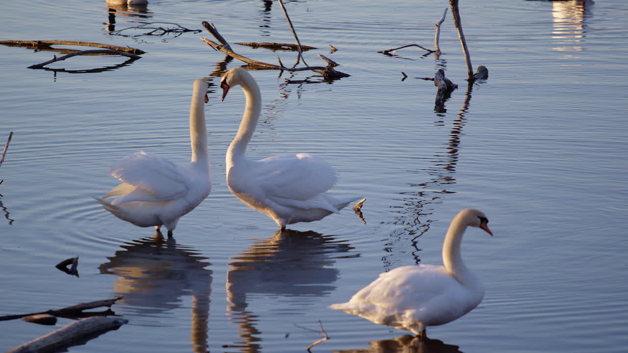 Romantic spring scenes of swans mating and preening in slow motion.