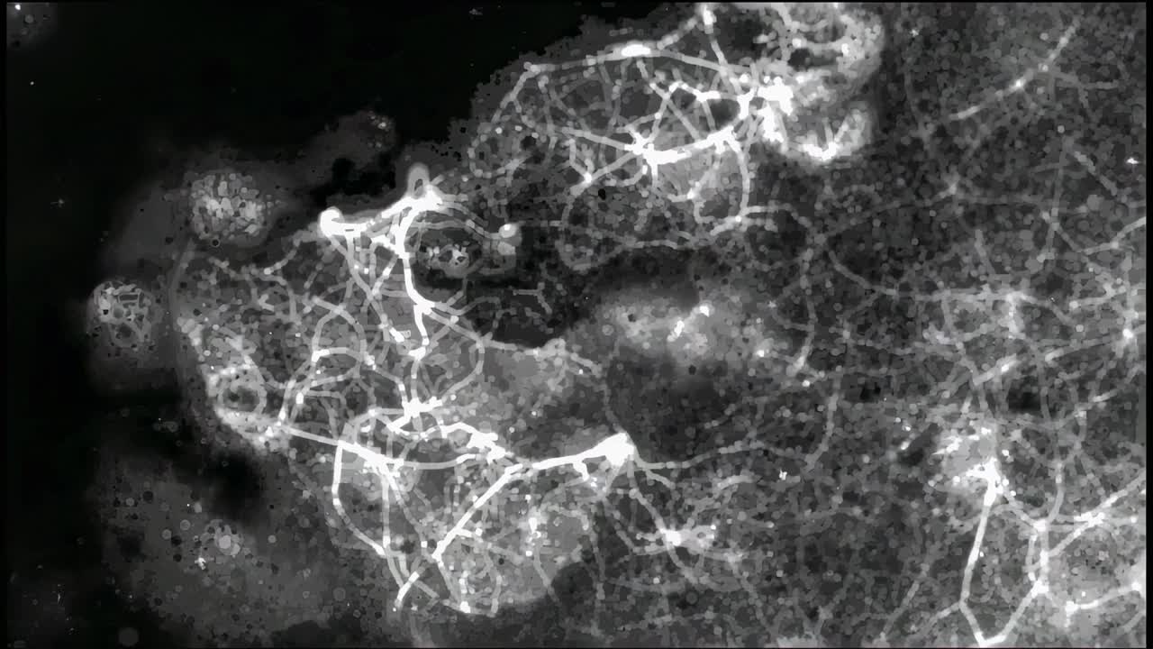 Extending filamentous network thickening during frames, intensifying nodes under microscope field