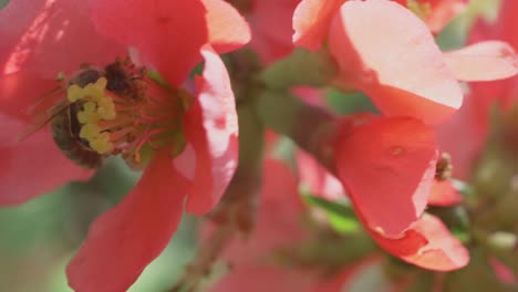 Abeja-Profundamente-Comprometida-En-Beber-Néctar-De-La-Flor-De-Membrillo-Japonesa,-Cámara-Lenta