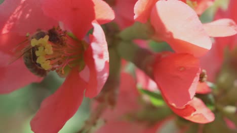 abeja profundamente comprometida en beber néctar de la flor de membrillo japonesa, cámara lenta
