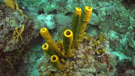 largas esponjas amarillas en arrecifes de coral tropicales en el mar caribe