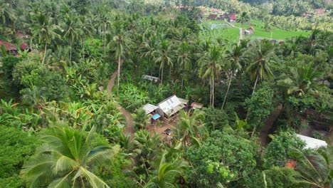 Luftaufnahme-Des-Dschungellebensstils-Des-Sidemen-Dorfes-Mit-Gewundenem-Gehweg,-Der-Zu-Hütten-Durch-Tropische-Dichte-Palmen-In-Bali,-Indonesien-Führt