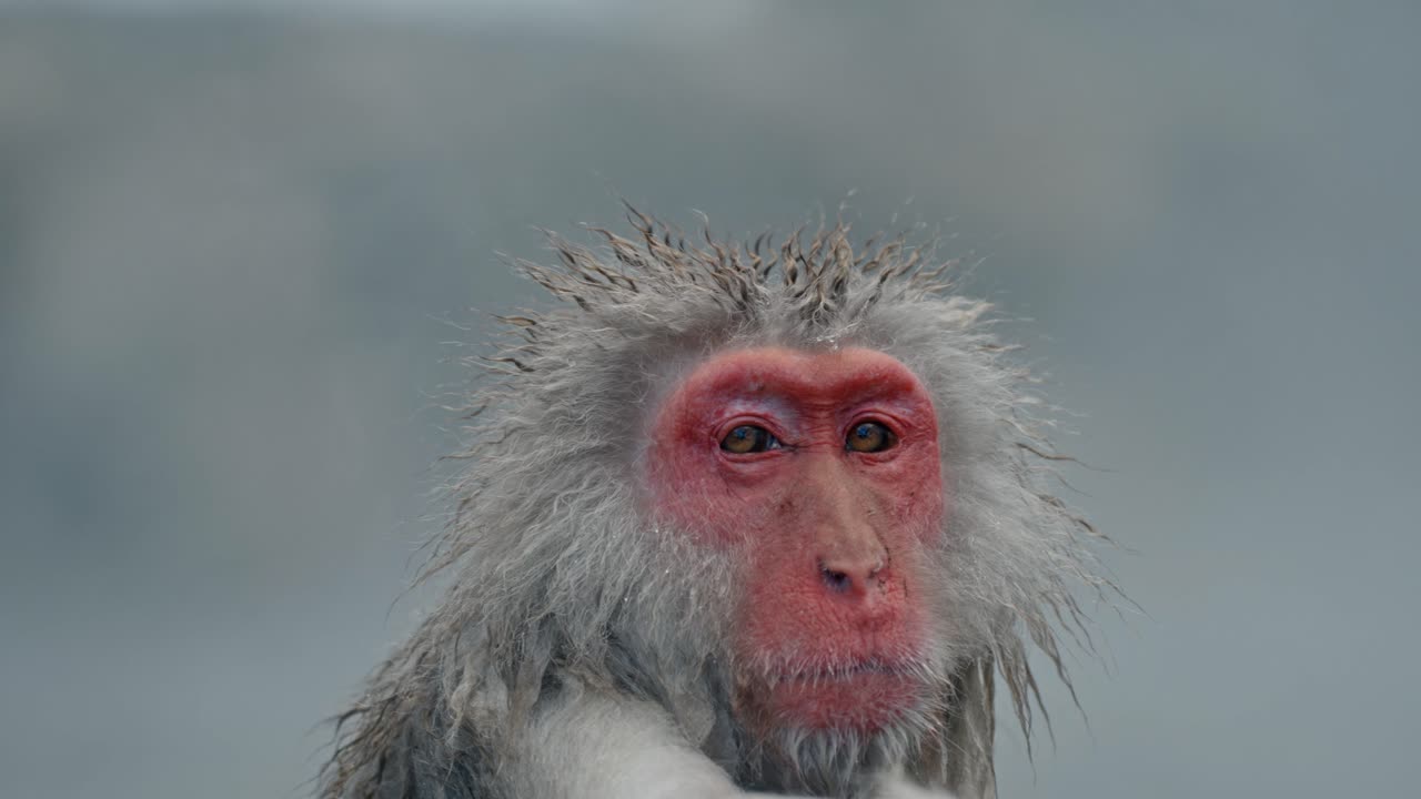 мирный и спокойный клип снежной обезьяны, расслабляющейся в знаменитом джигокудани онсене.