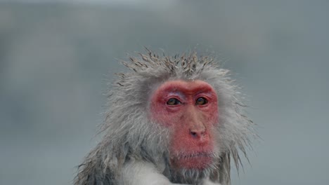 un clip pacífico y sereno de un mono de nieve relajándose en el famoso jigokudani onsen.