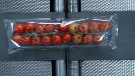 plastic tomato packs conveyor moving fresh organic vegetables working close up