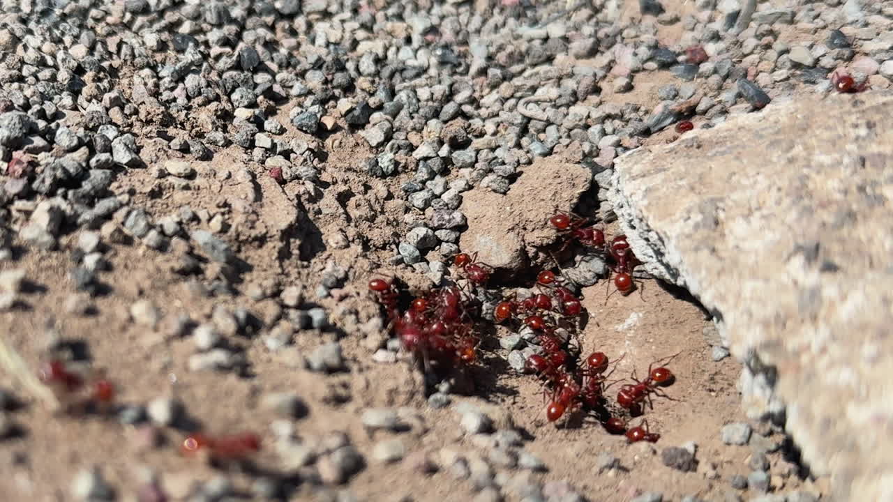 Macro primo piano di formiche rosse che strisciano su ghiaia polverosa e rocce sotto la luce del sole, mostrando il lavoro di squadra degli insetti e la texture del terreno per contenuti su natura, controllo dei parassiti e scienza.