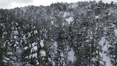 frozen nature drone view