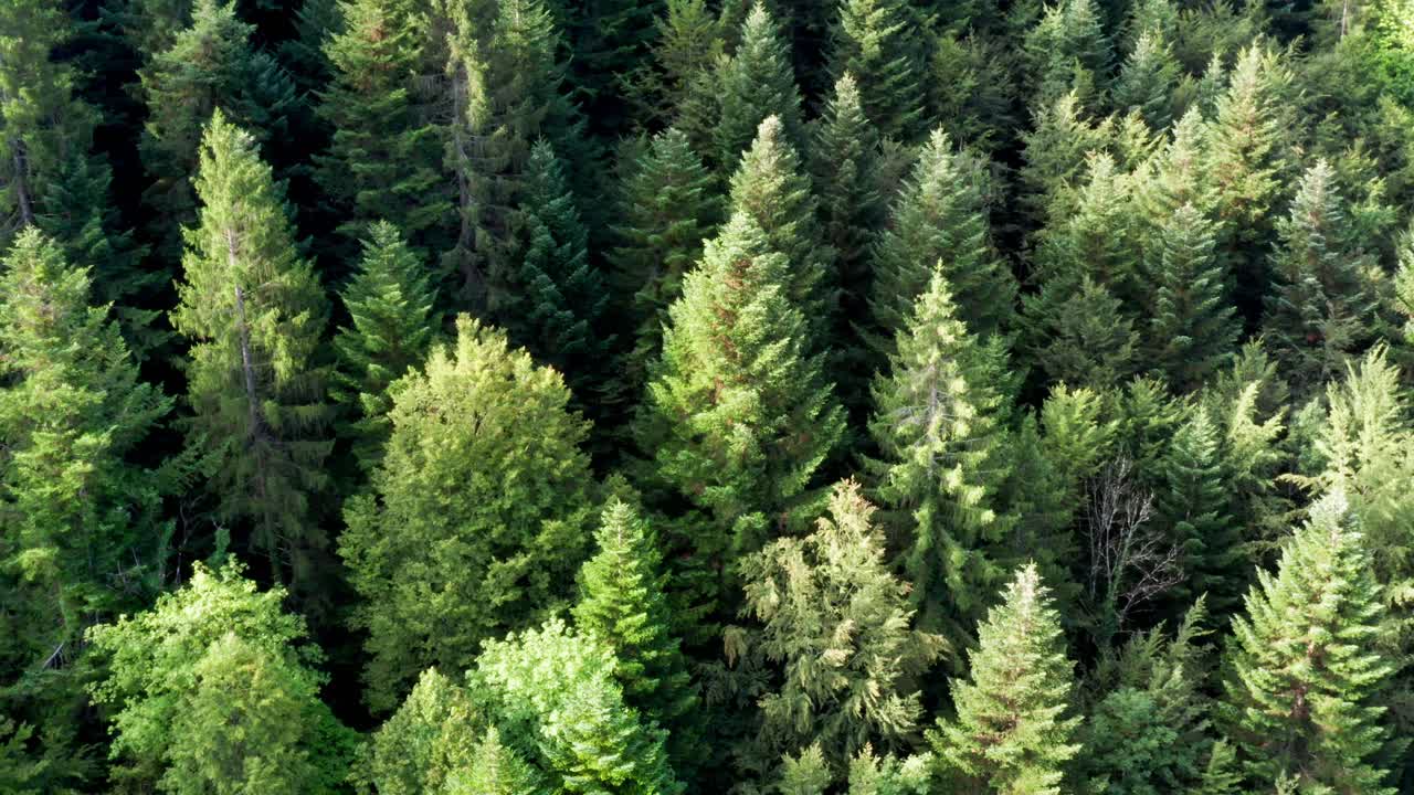 Fir trees of a green dense forest, drone aerial top view drone