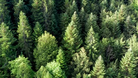 Abetos-De-Un-Bosque-Denso-Y-Verde,-Drone-Con-Vista-Aérea-Superior