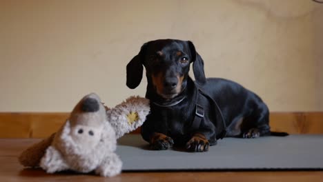 teckel en miniatura negro y marrón tirado en el suelo con oso de peluche con mirada culpable a su dueño