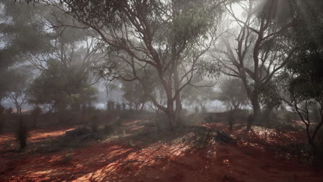 bosque de eucaliptos en el interior de australia