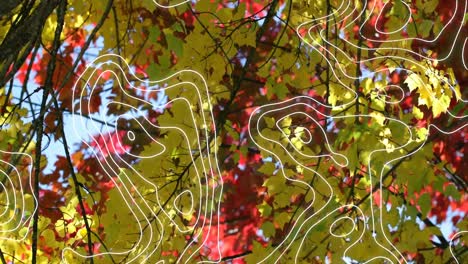 animación de múltiples líneas blancas sobre árboles de otoño
