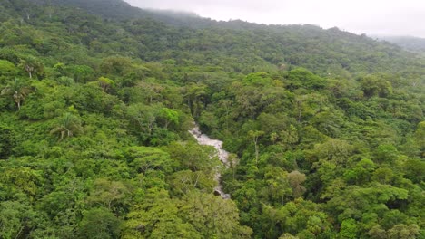 aerial view of dense rainforest in santa marta, colombia