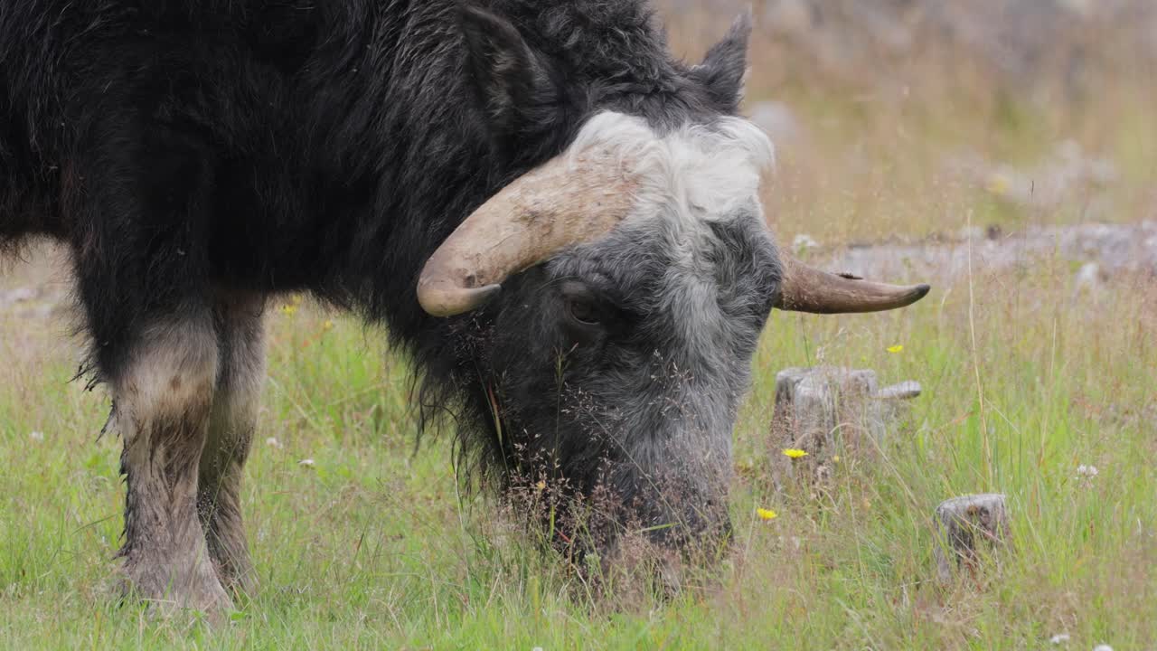 muskox (ovibos moschatus, en latín musky sheep-ox), también escrito musk ox y musk-ox, plural muskoxen o musk oxen es un mamífero con pezuñas de la familia bovidae.