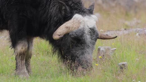 Muskox-(Ovibos-moschatus,-in-Latin-musky-sheep-ox),-also-spelled-musk-ox-and-musk-ox,-plural-muskoxen-or-musk-oxen-is-a-hoofed-mammal-of-the-family-Bovidae.