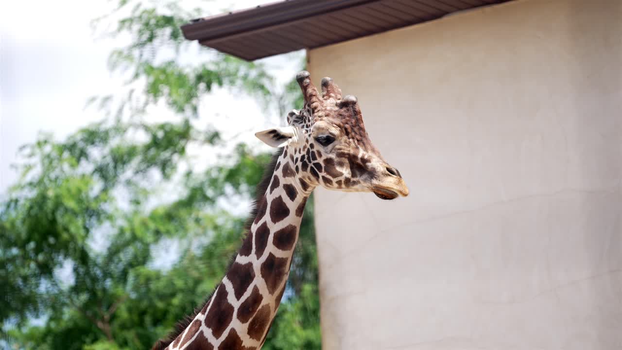 Close-up of a Giraffe's Head and Neck