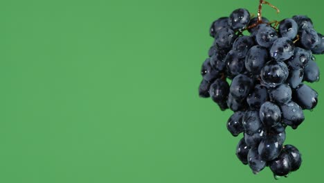 with bunches of black grapes dripping drops of water.