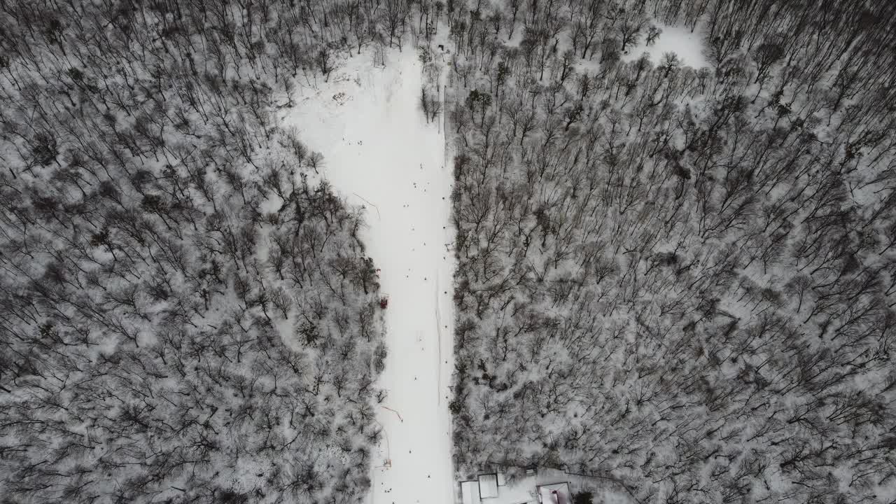 Skiing sport, winter snow. Trees in forest covered with show. Cold winter snowing weather. Skiing resort. Ukraine, Kiev