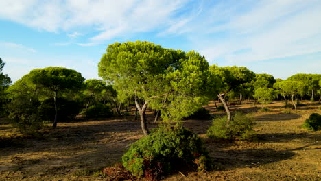 Bosque-De-Pinos-De-Piedra-En-La-Duna-De-El-Rompido,-Drone-Volando-Lentamente-Hacia-El-Pino-En-Un-Día-Soleado