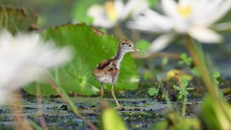 closeup of pheasant tailed jacana chick