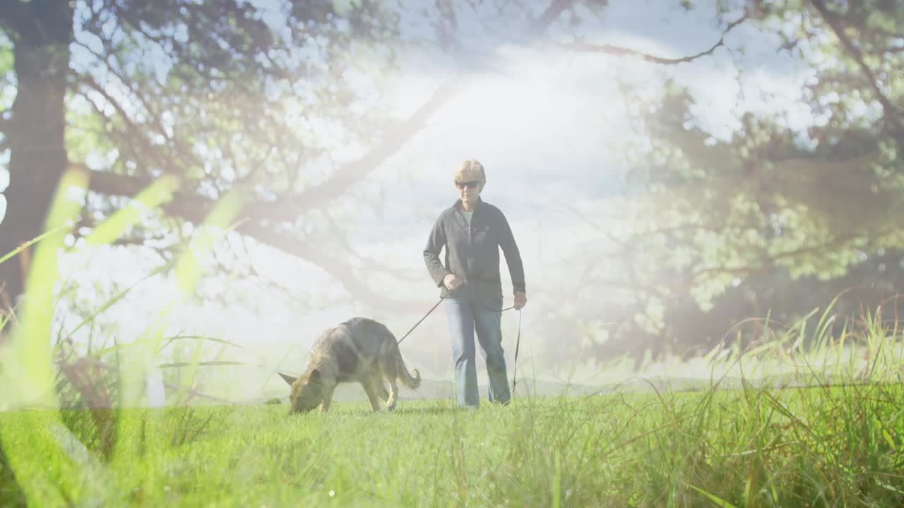 공원에서 개와 함께  ⁇ 고 있는 고령 여성 위에 반 ⁇ 이는 빛의 애니메이션