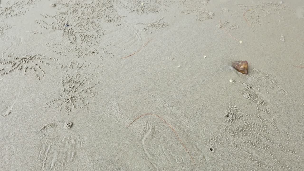 크래브는 모래 해변 표면에 구을 습니다.