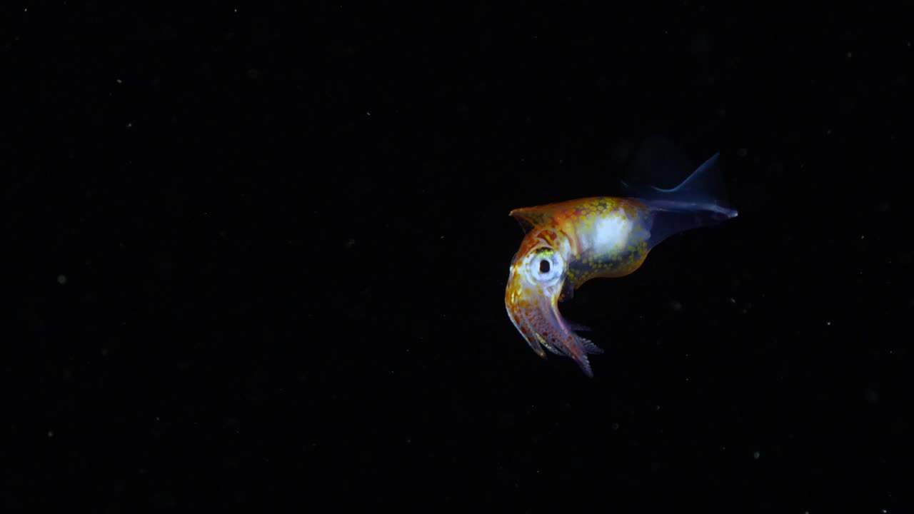 Strange species of pelagic squid drifting in the ocean at night. Plankton during a blackwater dive