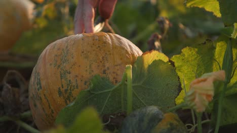 farmer hands turns and inspects pumpkins for halloween harvest with a close up shot and warm sunlight