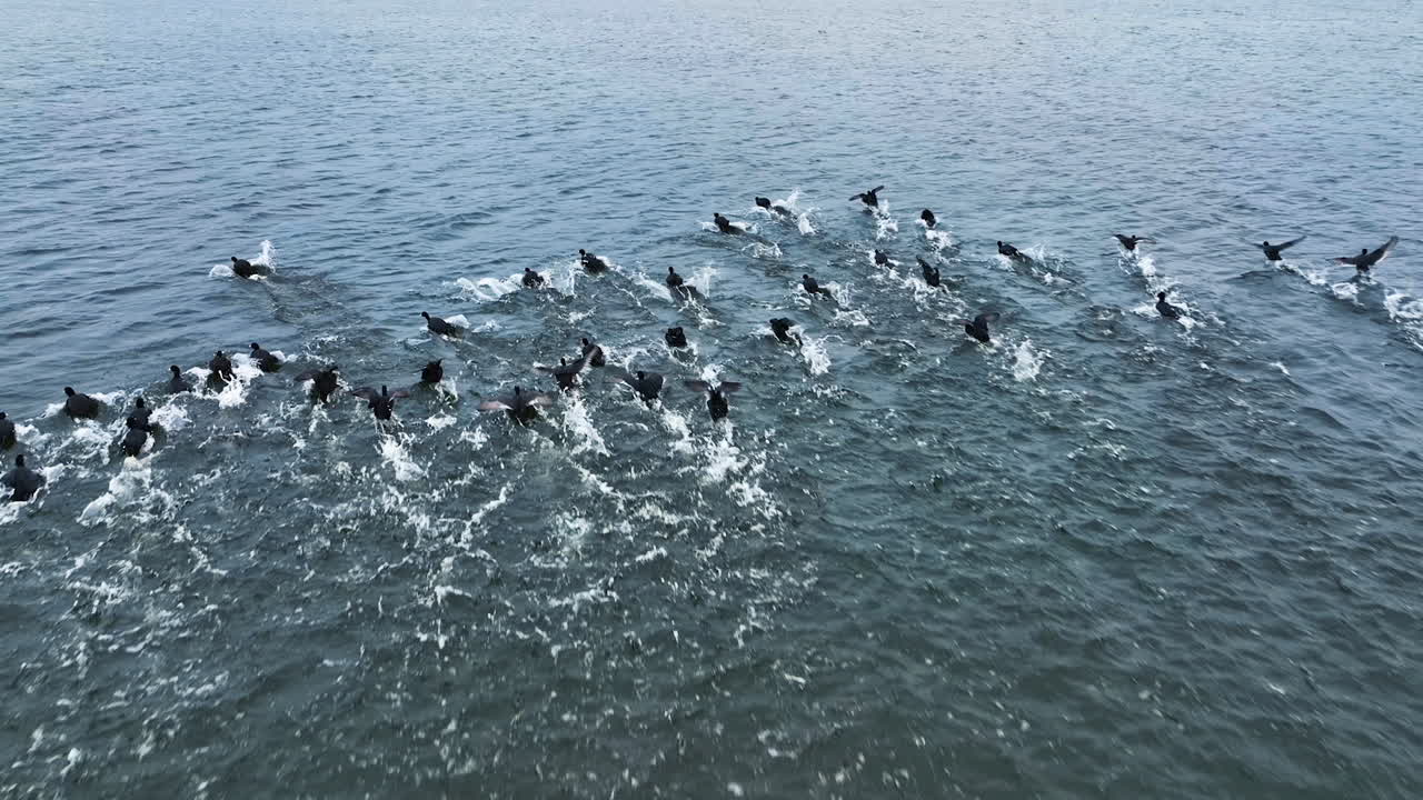Flock of black ducks flying low over the water and making splashes. Grey water surface background.