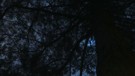 forest, moon and night sky timelapse.