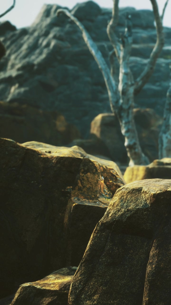 Mossy rocks and ancient trees capture a tranquil moment in nature