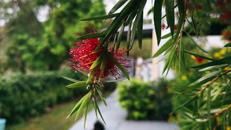 red bottlebrush flower with dew drops