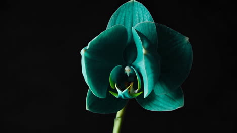 primer plano de una orquídea azul