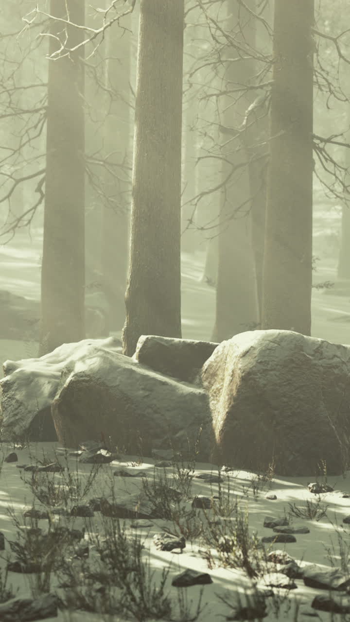 눈 인 숲의 장면