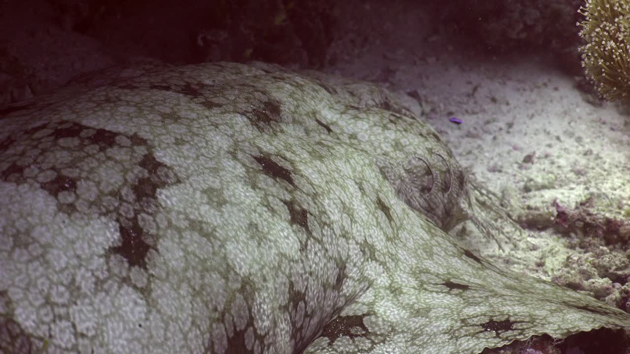 cerca de las branquias de un tiburón wobbegong descansando en el fondo del océano arenoso