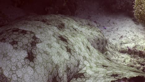 close up of gills from a wobbegong shark resting on sandy ocean bottom