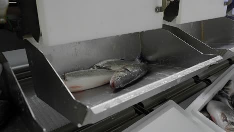 weighing fresh fish for packaging at the fish farm, processing plant