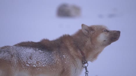 Perro-De-Trineo-A-Cámara-Lenta-Ladrando-Y-Aullando-En-Una-Tormenta-De-Nieve-En-Las-Afueras-De-La-Ciudad-De-Ilulissat,-Groenlandia