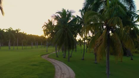 sunset golf course with palm trees in jamaica.