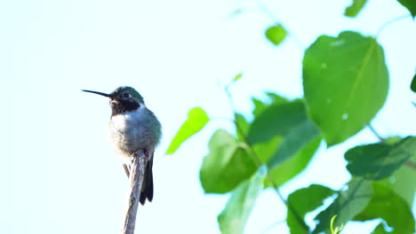 cinematic hummingbird ruby throated rufous beautiful early morning aspen tree branch in colorado usa evergreen vail aspen nature searching for nector food telephoto zoom close up follow pan