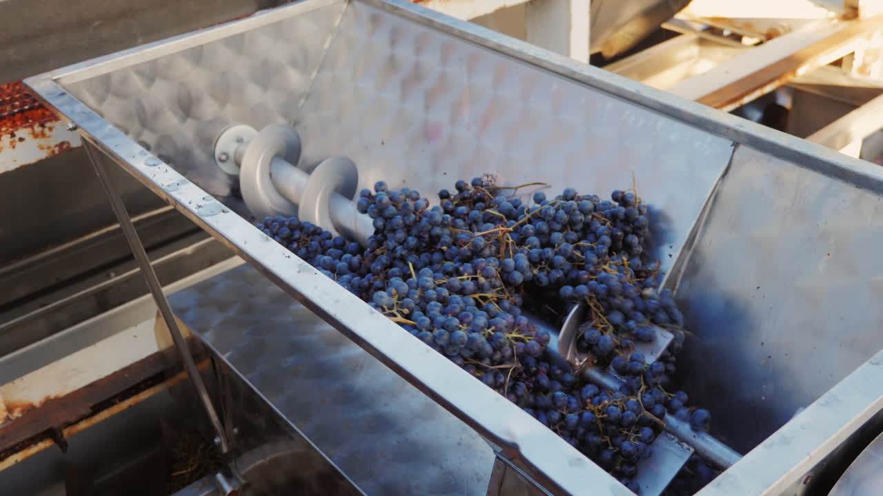 와이너리에서 수확하는 동안 갓 고른 포도