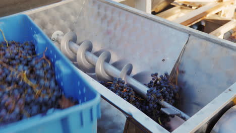 uvas recién recogidas durante la cosecha en una bodega