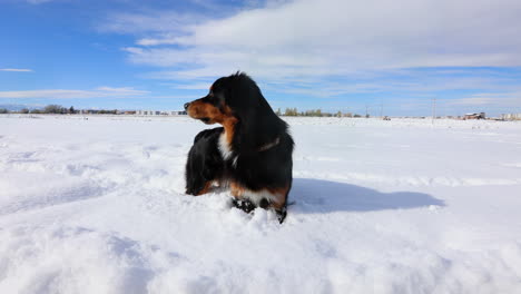 Pastor-Australiano-En-Alerta-Máxima-En-Nieve-Archivada-En-Un-Día-Soleado-En-Montana,-4k,-Cámara-Lenta