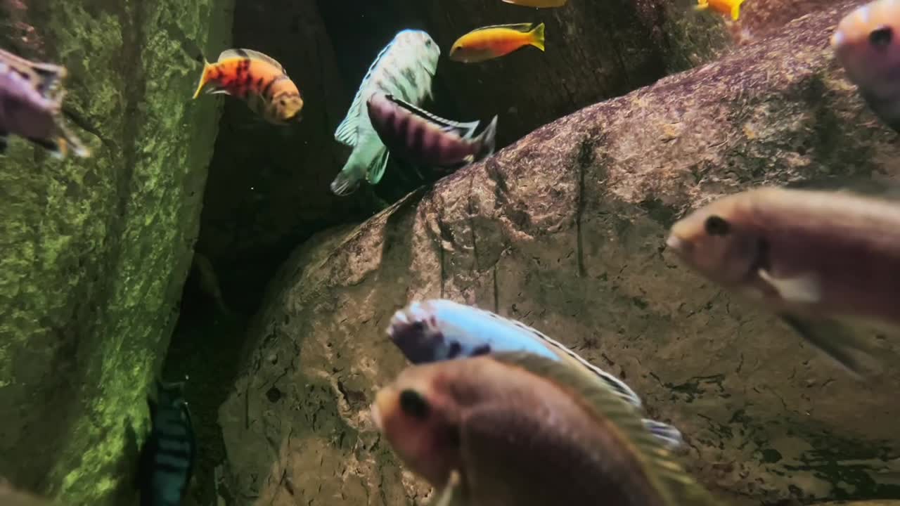 Forskellige farverige tropiske fisk, der svømmer i et akvarium