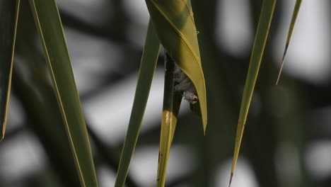 oruga haciendo nido. comiendo