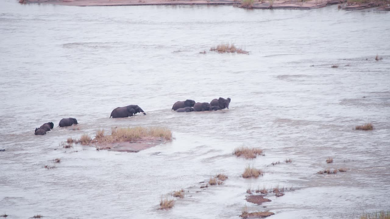 familia de elefantes africanos tratando de cruzar la corriente del río con dificultad