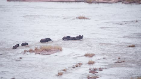 African-elephant-family-trying-to-cross-river-stream-with-difficulty