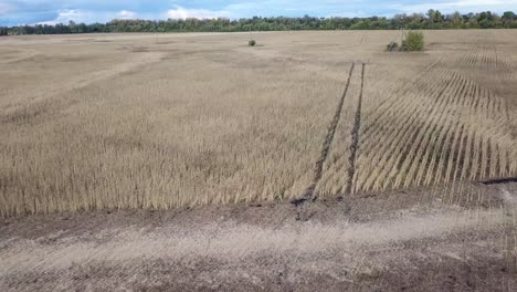 aerial view of golden wheat field.