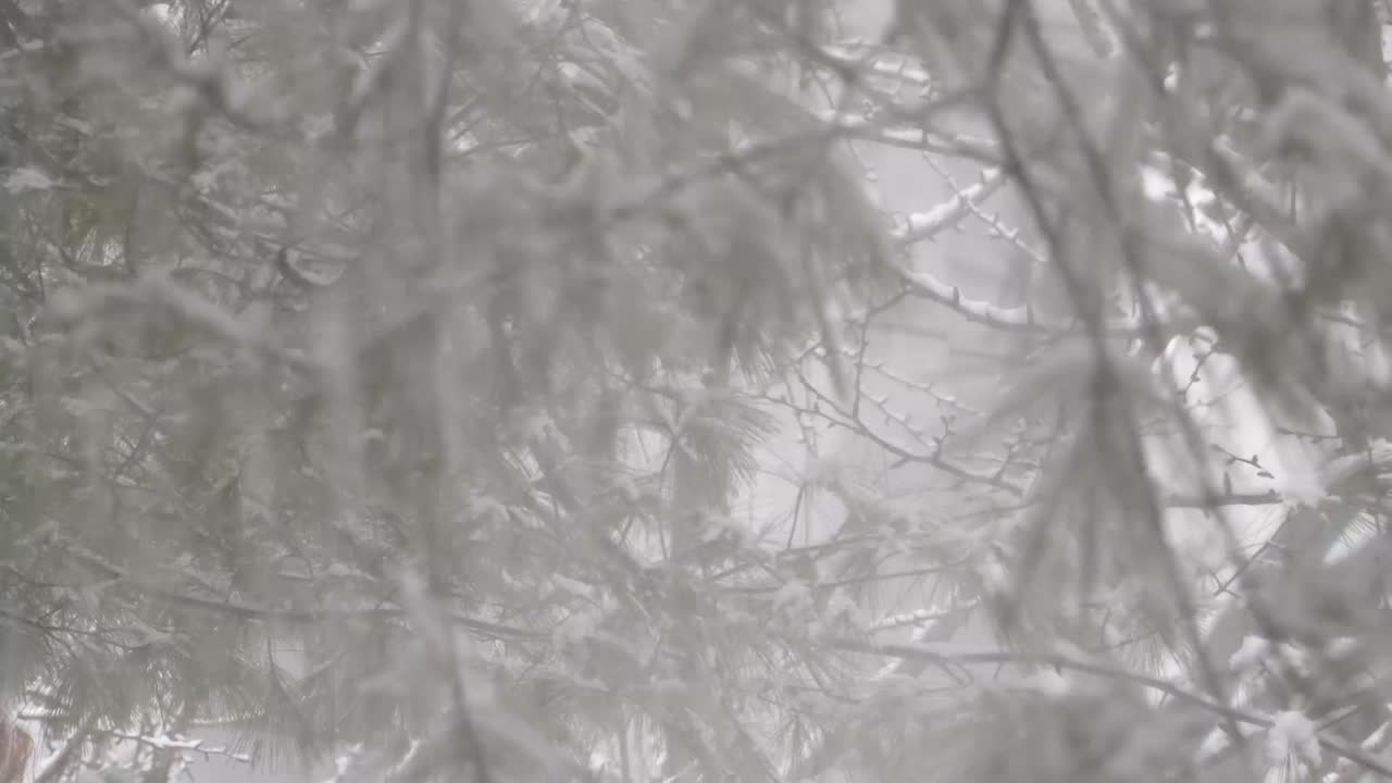 나무에서 내리는 눈