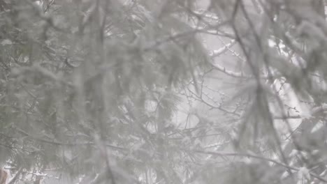 snow falling from a tree